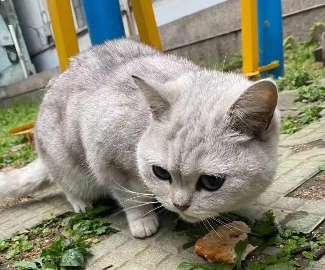 流浪猫狗咬伤处理_流浪动物收容管理_狗民网免费领养狗狗