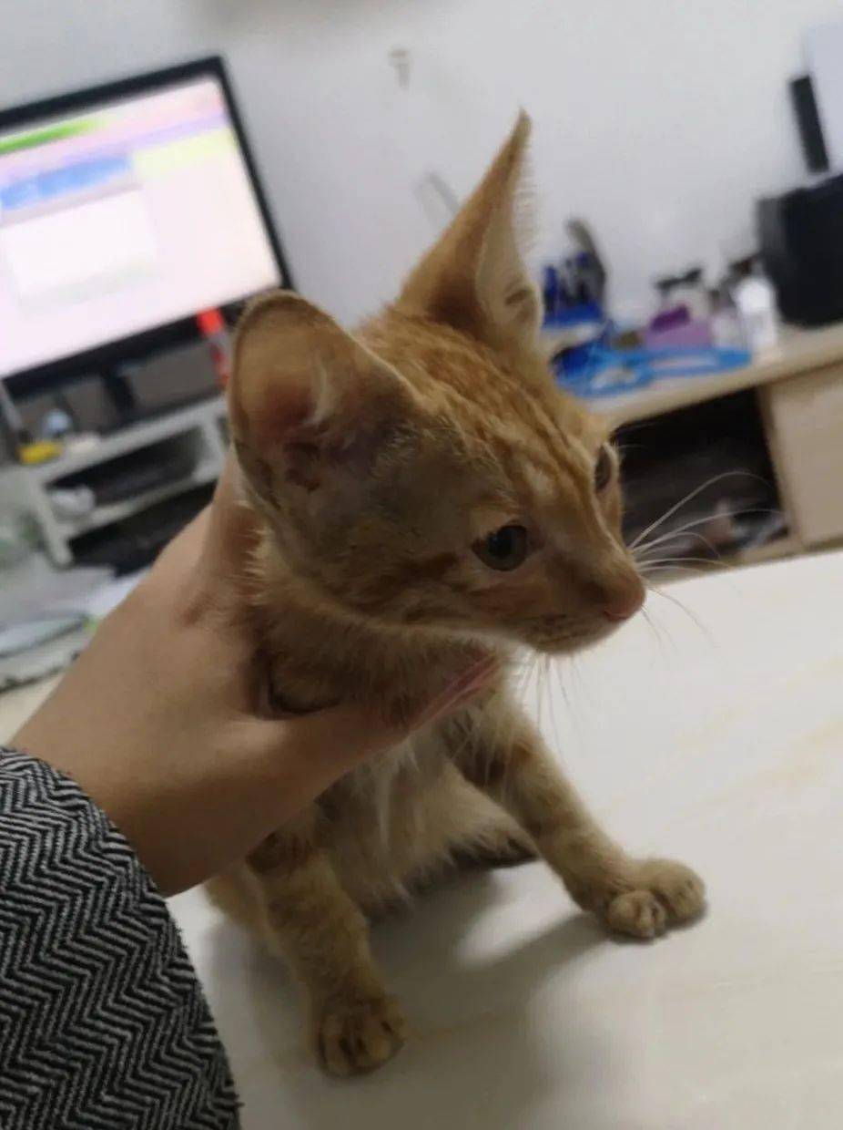 流浪猫狗咬伤处理_狗民网免费领养狗狗_流浪动物收容管理