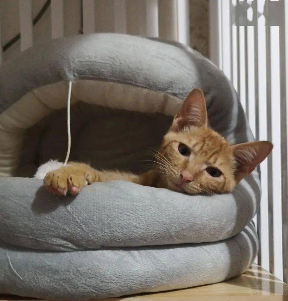 流浪猫狗咬伤处理_流浪动物收容管理_狗民网免费领养狗狗