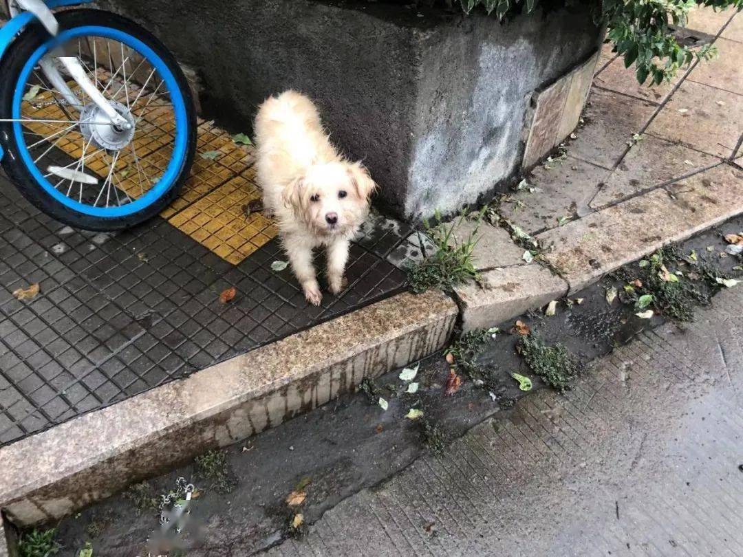 狗民网免费领养狗狗_流浪动物收容管理_流浪猫狗咬伤处理