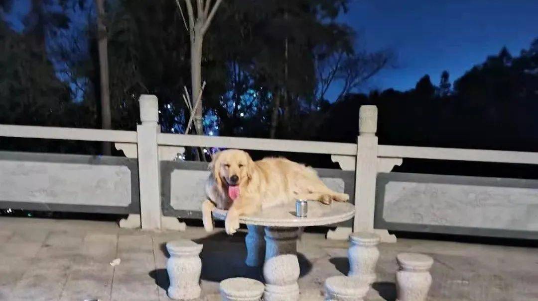 流浪动物收容管理_狗民网免费领养狗狗_流浪猫狗咬伤处理