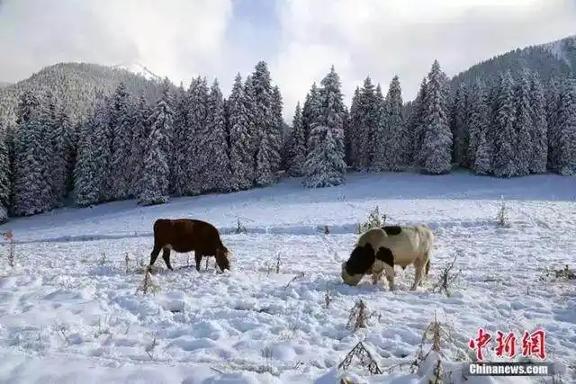北京今晨降雪_广州市气象局回应_南方还在吹空调 北方已经下雪了