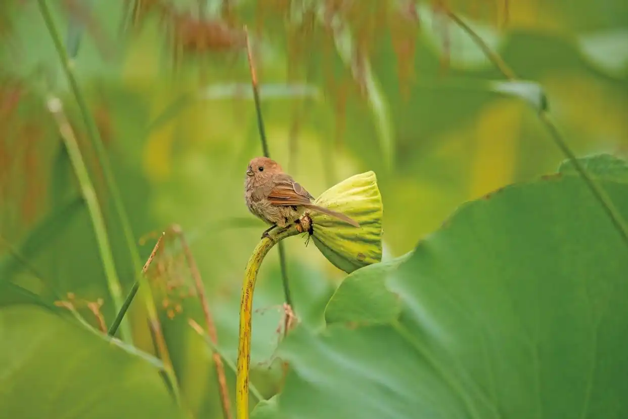 最高法提醒:这些鸟不能随意捕_三有动物保护法律误区及典型案例分析_国家二级保护野生动物画眉鸟非法猎捕买卖法律后果