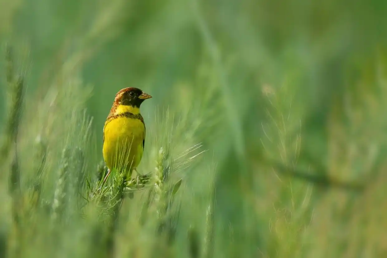 最高法提醒:这些鸟不能随意捕_国家二级保护野生动物画眉鸟非法猎捕买卖法律后果_三有动物保护法律误区及典型案例分析