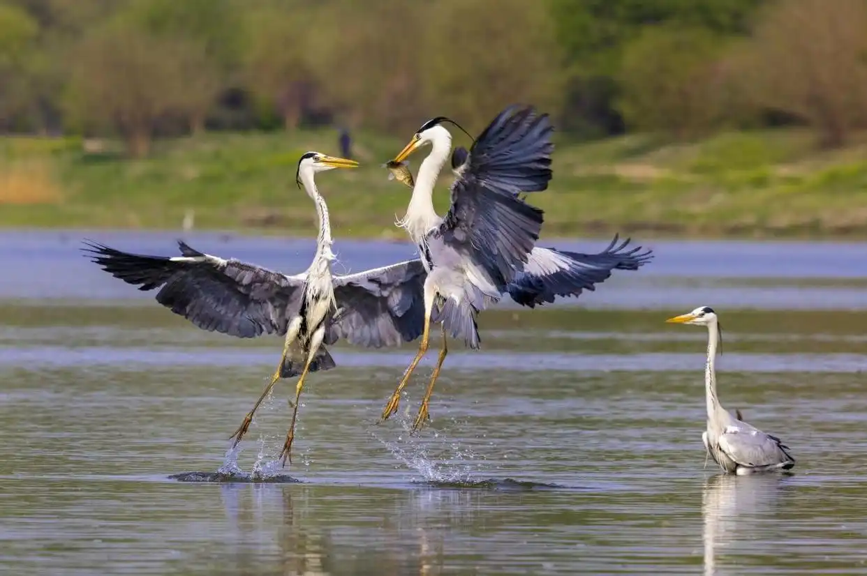 三有动物保护法律误区及典型案例分析_国家二级保护野生动物画眉鸟非法猎捕买卖法律后果_最高法提醒:这些鸟不能随意捕