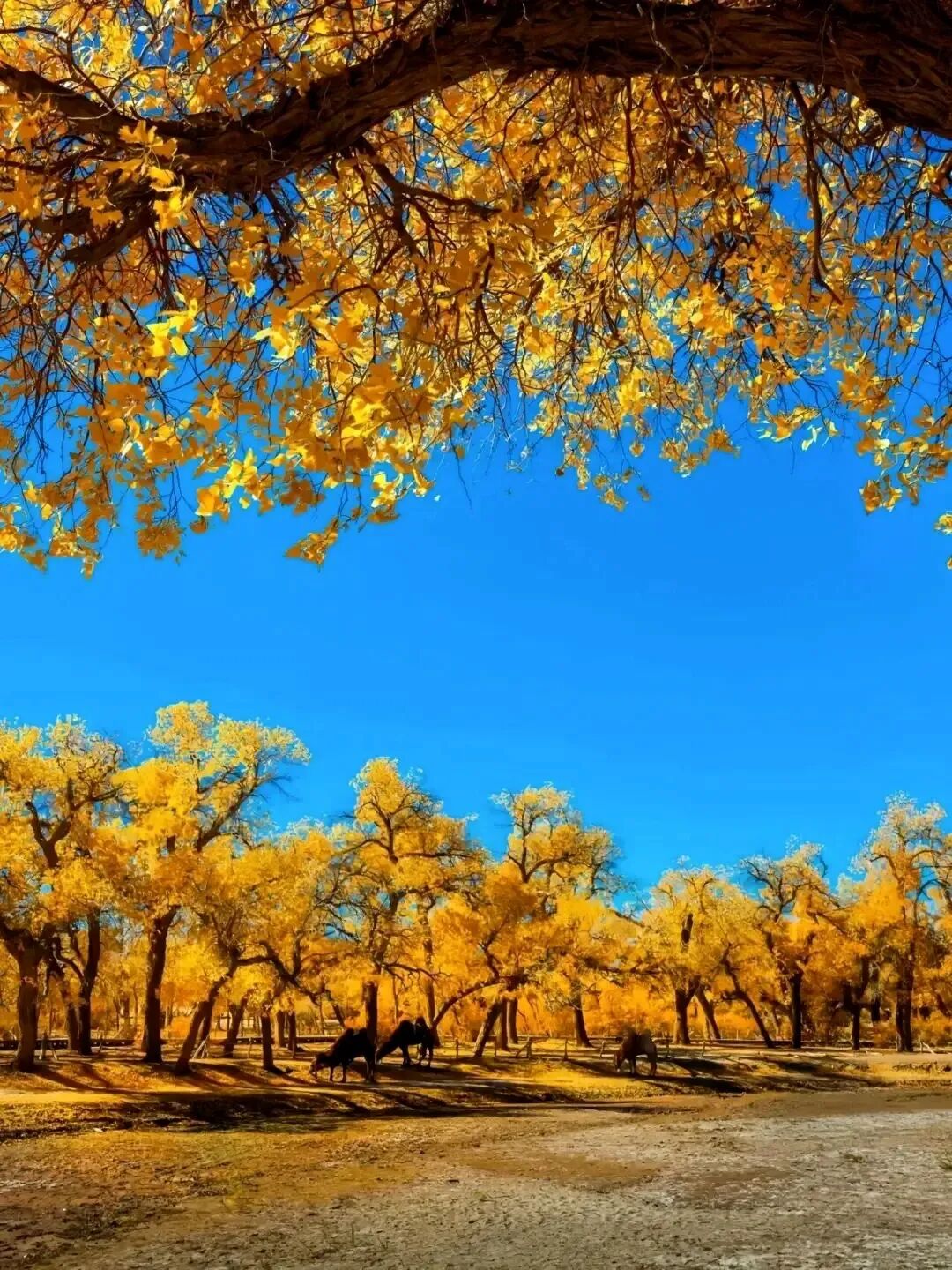 中国最美秋色喀纳斯湖_额济纳胡杨林最佳观赏时间_中国最美风景区排行榜