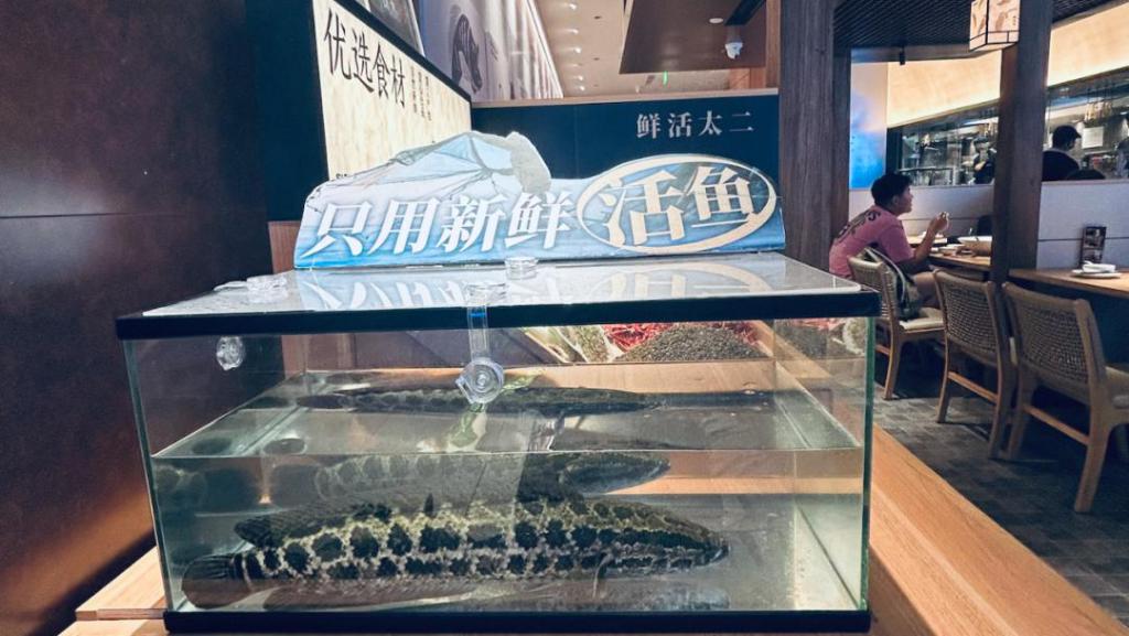 太二门店客服称全部活鱼现杀_太二酸菜鱼调改 鲜活门店涨价 争议