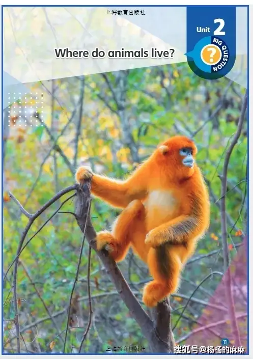 四年级英语词汇学习方法_2025新沪教版四年级英语上册电子课本_4年级上册英语书