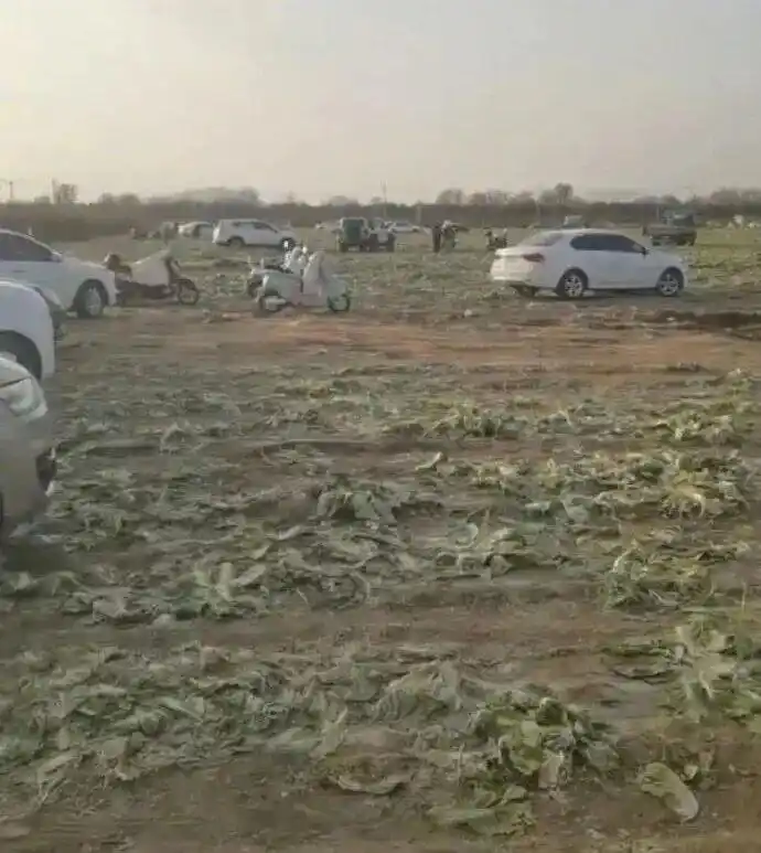 人民热评：白菜遭哄抢，需要重视的不能只有谣言