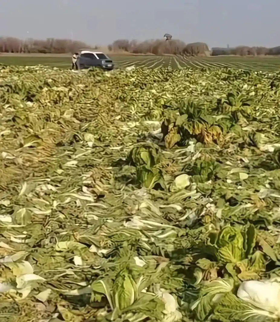 百亩葵花田遭哄抢 8人被行拘_种植户损失近百万_内蒙古赤峰白菜哄抢事件
