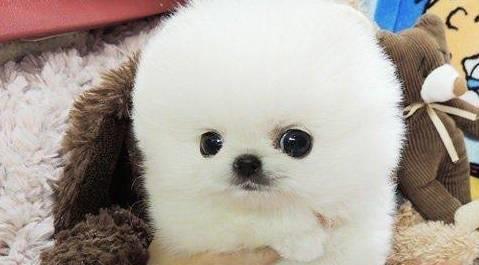 博美犬价格区间_袖珍博美犬多少钱一只_博美幼犬饲养注意事项