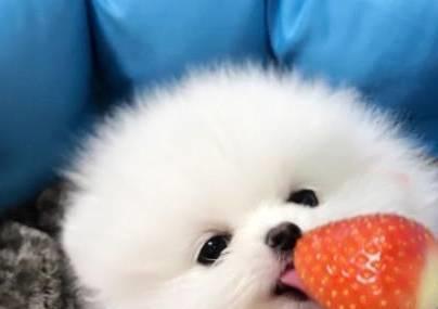 袖珍博美犬多少钱一只_博美犬价格区间_博美幼犬饲养注意事项