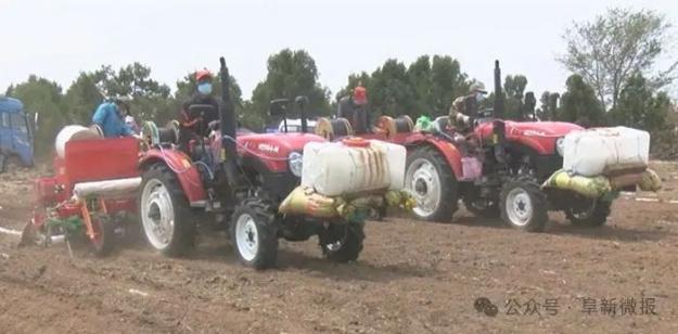 阜新新闻网农业_阜新蒙古族自治县玉米单产提升工程_蒙古贞玉米种植技术