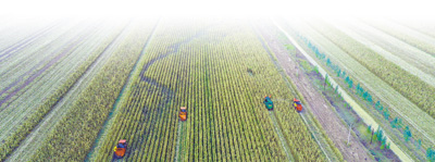 阜新新闻网农业_阜新市玉米密植高产精准调控技术_阜新市高标准农田建设