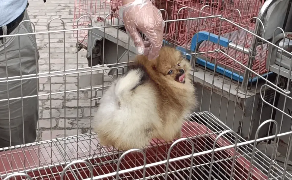 袖珍博美犬多少钱一只_狗市天价博美犬_宠物狗价格差异