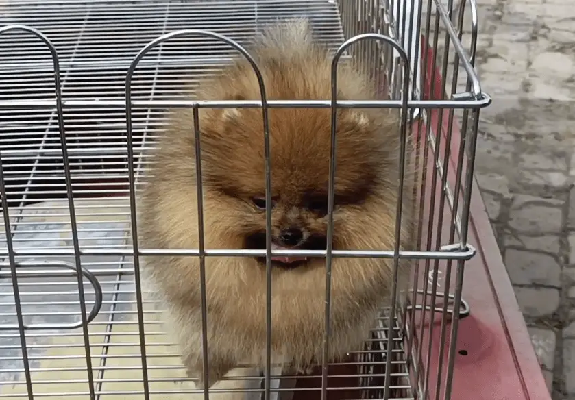 宠物狗价格差异_袖珍博美犬多少钱一只_狗市天价博美犬