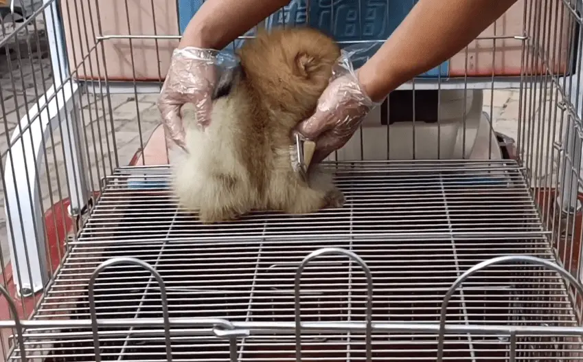 宠物狗价格差异_袖珍博美犬多少钱一只_狗市天价博美犬