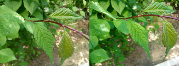 乐视超级手机2 评测_乐视手机玩游戏竖屏怎么办_魅蓝Note3 对比