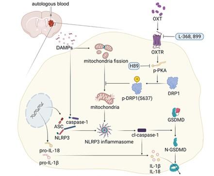复旦大学科研成果_复旦大学科研团队最新突破_科研新闻稿模板