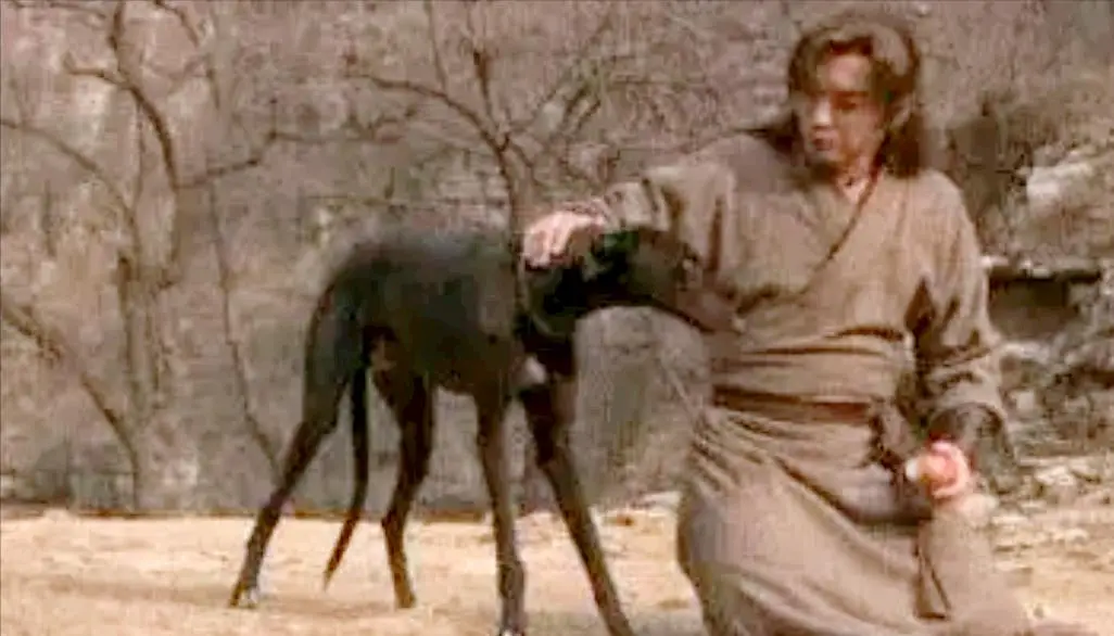 神话中的哮天犬原来真的存在，已陪伴中国人数千年，却被多地禁养