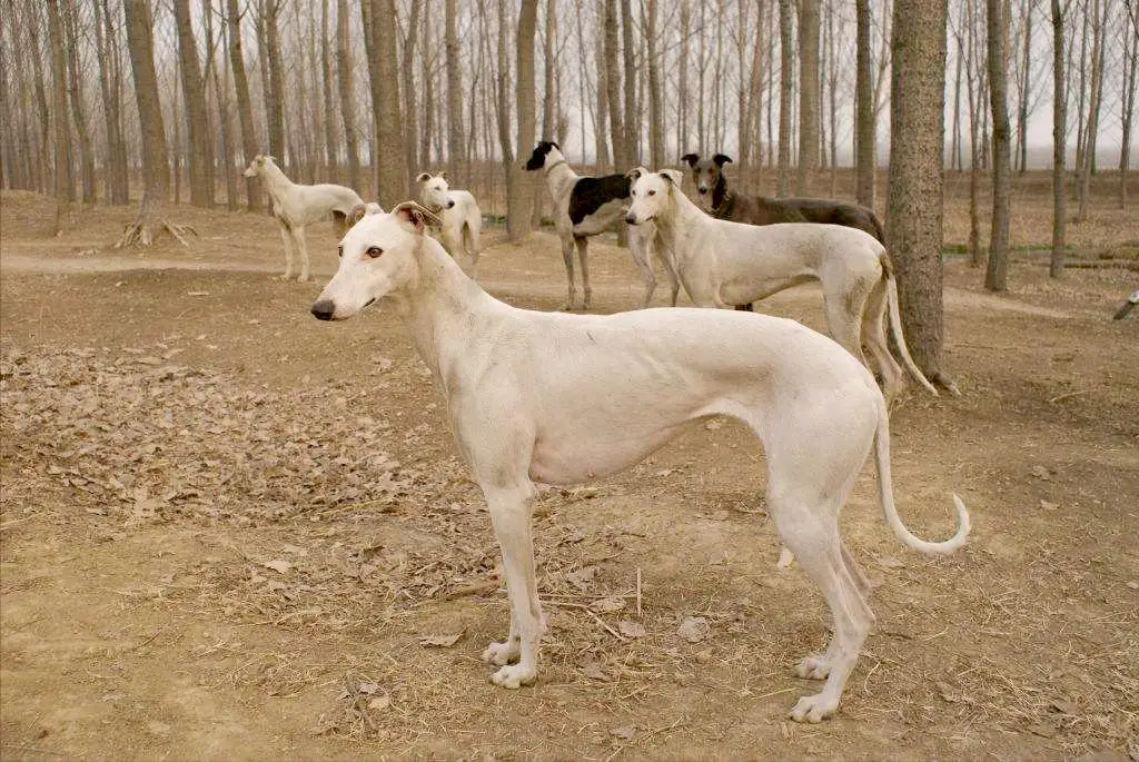 二郎神哮天犬形象演变_神将哮天犬_细狗文化历史