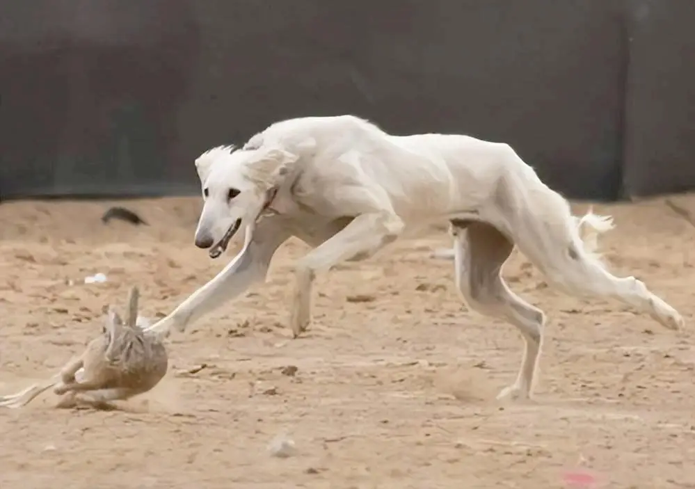 神将哮天犬_二郎神哮天犬形象演变_细狗文化历史