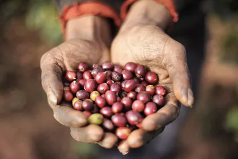 云南咖啡主理人路边咖啡火出圈_星巴克臻选云南咖啡豆_云南咖啡产业发展