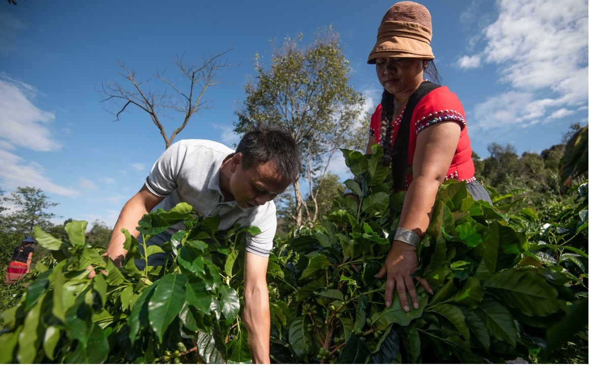 星巴克臻选云南咖啡豆_云南咖啡产业发展_云南咖啡主理人路边咖啡火出圈
