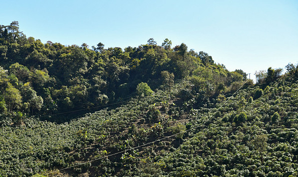 云南咖啡主理人路边咖啡火出圈_云南咖啡产业发展_星巴克臻选云南咖啡豆