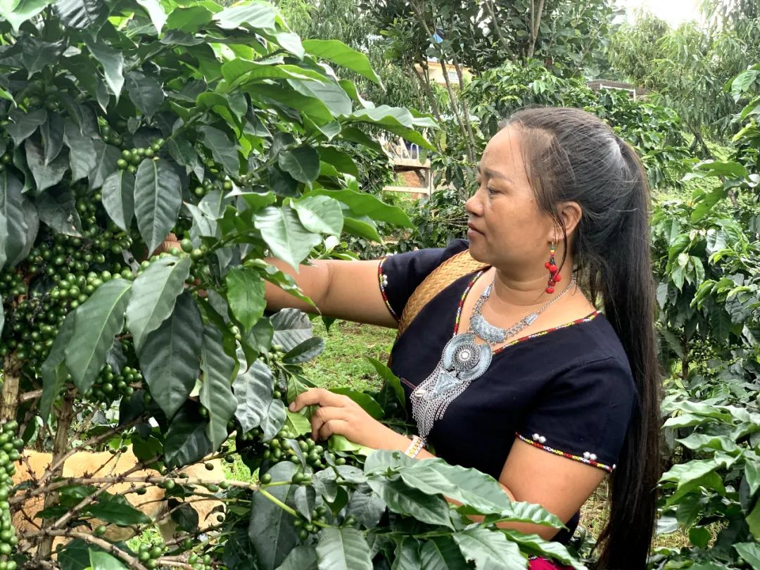 云南咖啡生豆大赛冠军_云南咖啡主理人路边咖啡火出圈_叶萍带领村民种植咖啡的故事