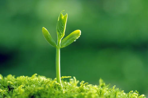 7-10岁儿童朗诵稿件《生命的颜色》