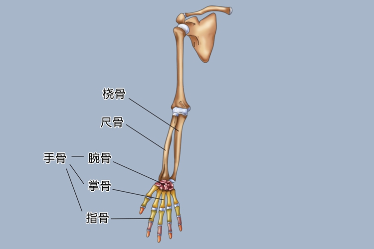 手指名称图