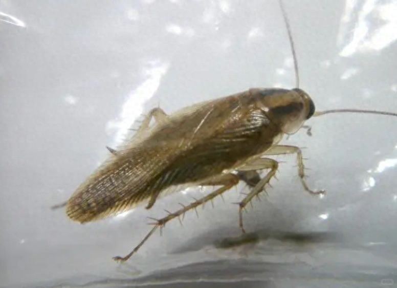 灭蟑螂最有效的方法_高效灭蟑产品推荐_杀蟑胶饵使用方法