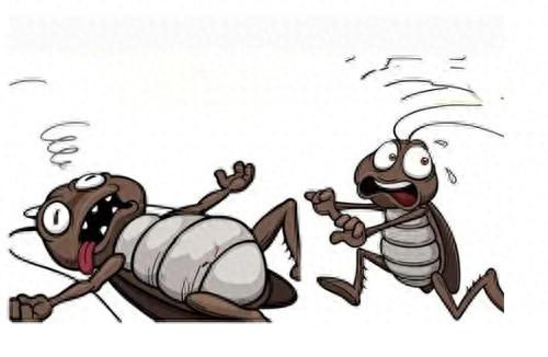 如何消灭蟑螂最有效的方法？五个方法教你搞定蟑螂