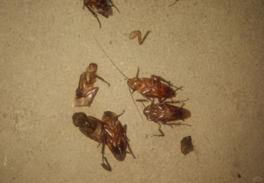 灭蟑螂最有效的方法_蟑螂药推荐_特效蟑螂药