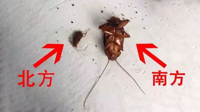 如何彻底消灭家里的蟑螂_蟑螂繁殖能力太强怎么办_灭蟑螂最有效的方法