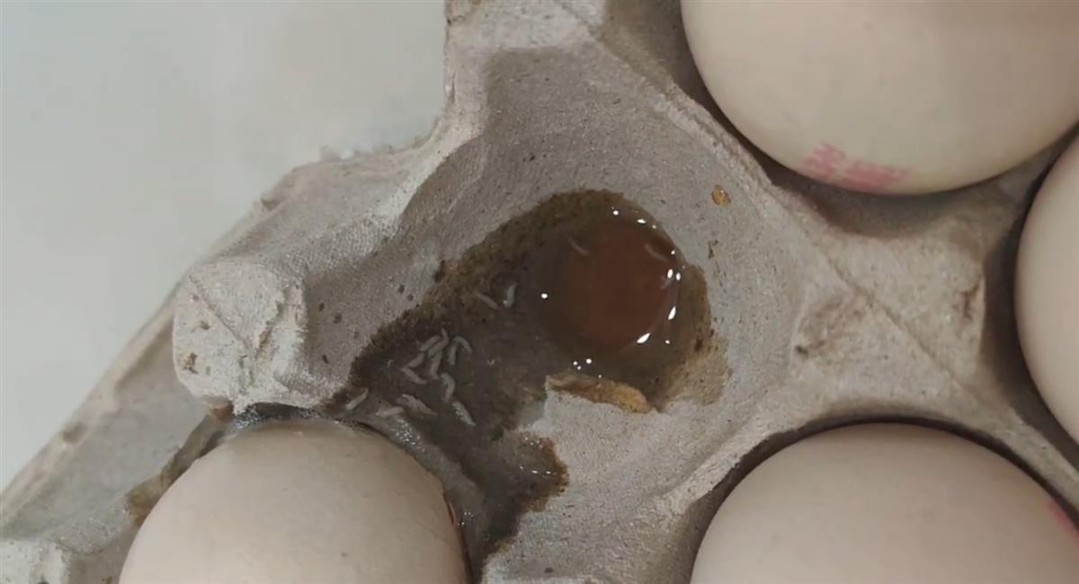 大润发未开封鸡蛋面有多条活虫_长蛆鸡蛋 山姆超市 食品安全法