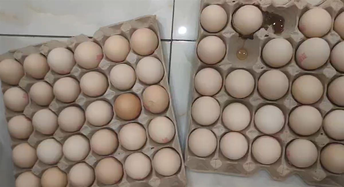 大润发未开封鸡蛋面有多条活虫_长蛆鸡蛋 山姆超市 食品安全法