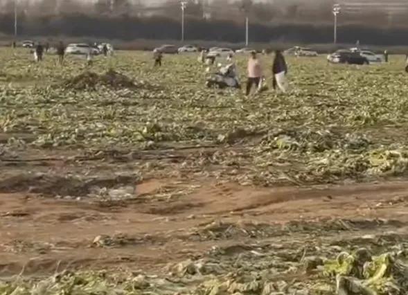 内蒙古白菜被哄抢_白菜免费事件_红山晚报为“免费白菜”假新闻致歉