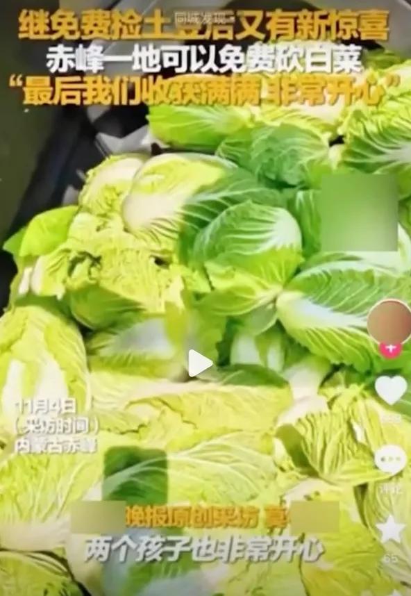 红山晚报为“免费白菜”假新闻致歉_内蒙古白菜被哄抢_白菜免费事件