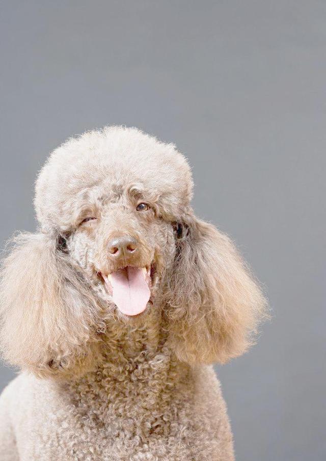 宠物狗大全及价格_哈士奇 西伯利亚雪橇犬价格 贵宾犬 性格特点 价格 贵宾犬 体型分类 价格 松狮犬 历史文化 价格 边境牧羊犬 智商排名