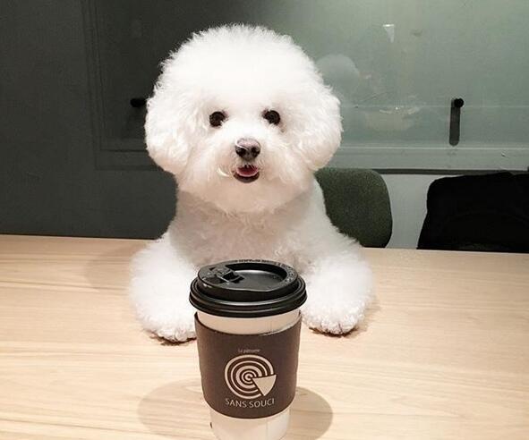 宠物狗大全及价格_哈士奇 西伯利亚雪橇犬价格 贵宾犬 性格特点 价格 贵宾犬 体型分类 价格 松狮犬 历史文化 价格 边境牧羊犬 智商排名