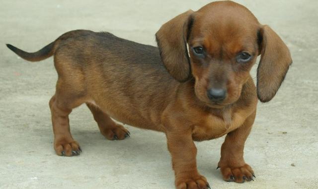 宠物狗大全及价格_哈士奇 西伯利亚雪橇犬价格 贵宾犬 性格特点 价格 贵宾犬 体型分类 价格 松狮犬 历史文化 价格 边境牧羊犬 智商排名