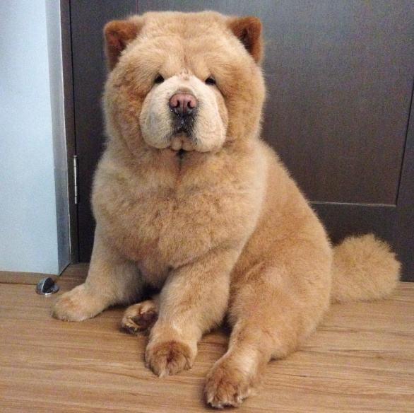 哈士奇 西伯利亚雪橇犬价格 贵宾犬 性格特点 价格 贵宾犬 体型分类 价格 松狮犬 历史文化 价格 边境牧羊犬 智商排名_宠物狗大全及价格