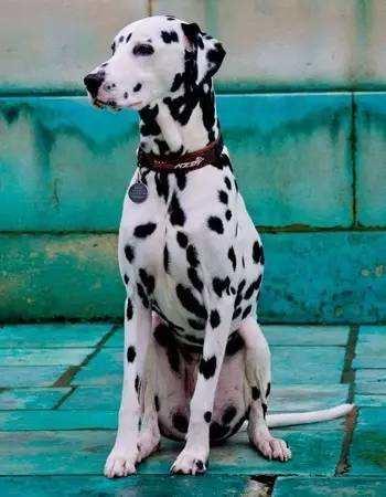 宠物狗大全及价格_哈士奇 西伯利亚雪橇犬价格 贵宾犬 性格特点 价格 贵宾犬 体型分类 价格 松狮犬 历史文化 价格 边境牧羊犬 智商排名