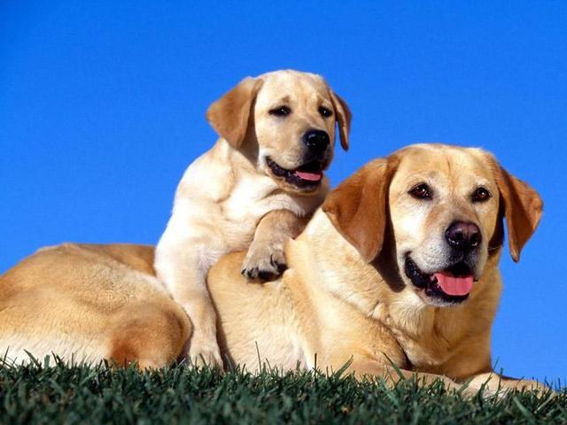 哈士奇 西伯利亚雪橇犬价格 贵宾犬 性格特点 价格 贵宾犬 体型分类 价格 松狮犬 历史文化 价格 边境牧羊犬 智商排名_宠物狗大全及价格