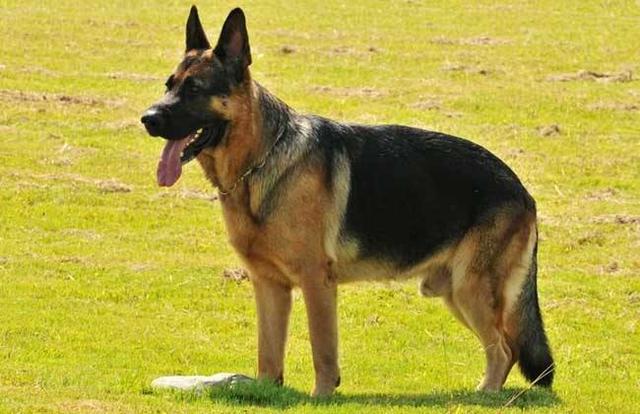 哈士奇 西伯利亚雪橇犬价格 贵宾犬 性格特点 价格 贵宾犬 体型分类 价格 松狮犬 历史文化 价格 边境牧羊犬 智商排名_宠物狗大全及价格