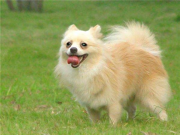 哈士奇 西伯利亚雪橇犬价格 贵宾犬 性格特点 价格 贵宾犬 体型分类 价格 松狮犬 历史文化 价格 边境牧羊犬 智商排名_宠物狗大全及价格