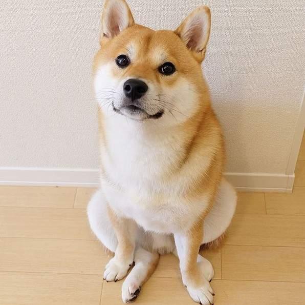 宠物狗大全及价格_哈士奇 西伯利亚雪橇犬价格 贵宾犬 性格特点 价格 贵宾犬 体型分类 价格 松狮犬 历史文化 价格 边境牧羊犬 智商排名