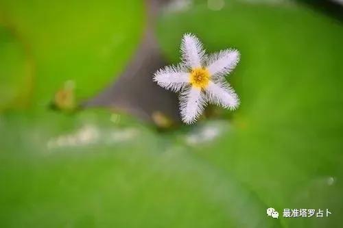 测试你前世是什么_前世今生塔罗占卜_塔罗牌缘分解读
